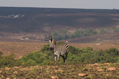 Equus quagga crawshayi