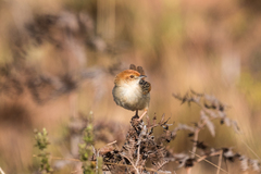 Cisticola njombe