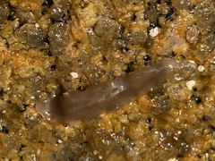 Leptoplanoidea