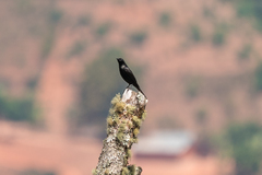 Onychognathus walleri