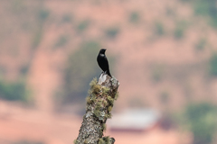 Onychognathus walleri