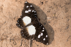 Aterica galene theophane
