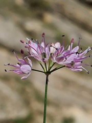 Allium charadzeae