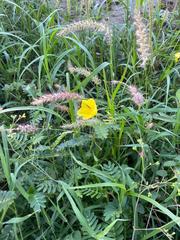 Cenchrus pedicellatus