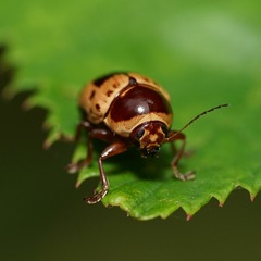 Cryptocephalus mutabilis