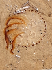 Chrysaora hysoscella image