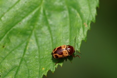 Cryptocephalus mutabilis