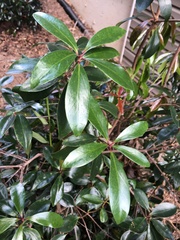 Ternstroemia