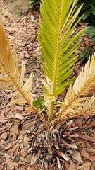 Cycas revoluta