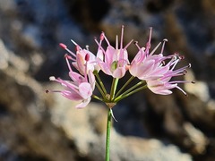 Allium charadzeae