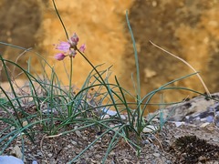 Allium charadzeae