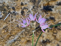 Allium charadzeae