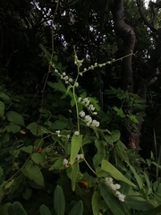 Antigonon flavescens