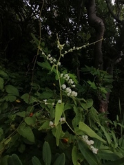 Antigonon flavescens