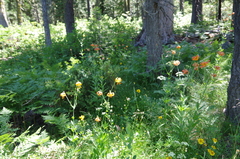 Lilium pardalinum shastense
