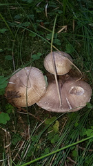 Agaricus porphyrocephalus