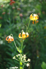 Lilium pardalinum shastense