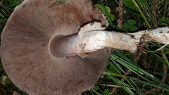 Agaricus porphyrocephalus