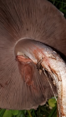 Agaricus porphyrocephalus