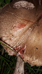 Agaricus porphyrocephalus