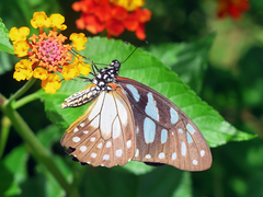 Graphium leonidas leonidas