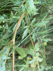 Thalictrum simplex