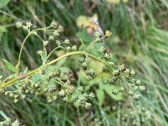 Thalictrum simplex