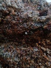 Echinolittorina modesta