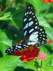 Graphium leonidas leonidas