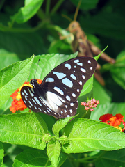 Graphium leonidas leonidas