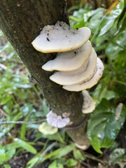 Fayodiaceae