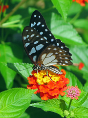 Graphium leonidas leonidas