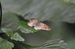 Eagris sabadius