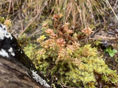 Sedum annuum
