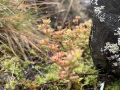 Sedum annuum