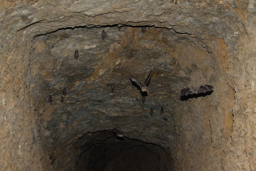 photo of Long-snouted Bat (Platalina genovensium)