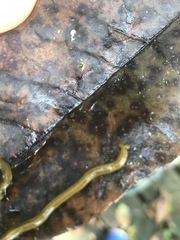 Diversibipalium multilineatum