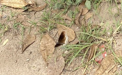 Euploea core