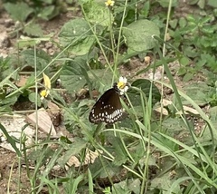 Euploea core