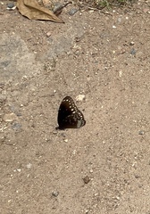 Euploea core