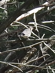 Dumetella carolinensis