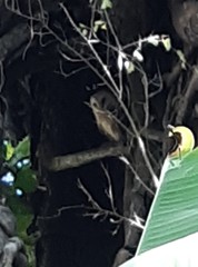 Tyto alba poensis