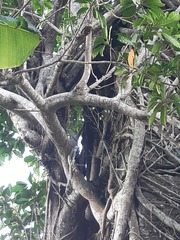 Tyto alba poensis