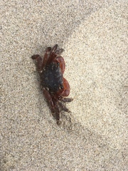 Pachygrapsus crassipes