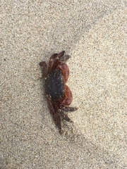 Pachygrapsus crassipes