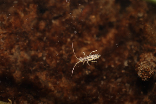 Entomobrya muscorum, Pressbaum, Österreich, photo 8 of 10