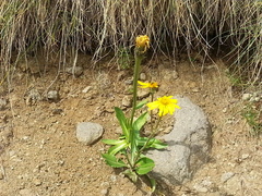Hypochaeris uniflora