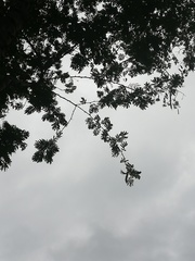 Piptadenia retusa