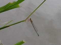 Ischnura ramburii