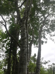 Piptadenia retusa
